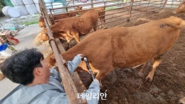 소 럼피스킨병 사흘 새 17건 확진…서해안벨트도 뚫렸다