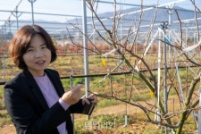 단감 1번지 경남…왕좌 노리는 ‘누리 삼형제’의 질풍가도 [新농사직썰-월령가⑮]