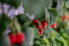 아파트에 입주한 딸기…경북 신공항 수출길 ‘예약 완료’ [新농사직썰-월령가⑱]