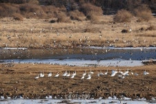 환경부, 철원 ‘이길리 습지’ 국가 습지보호지역 지정