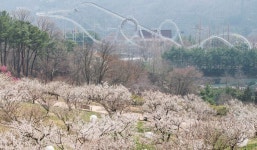 에버랜드, 매화 테마정원 하늘정원길 6000명 사전예약 클릭