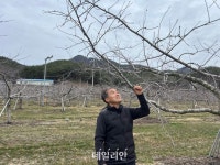 [르포] 땀 흘려 키워낸 금쪽이, 마트에선 금사과인데 농장은 ‘씁쓸’