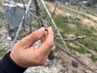 [르포] 땀 흘려 키워낸 금쪽이, 마트에선 금사과인데 농장은 ‘씁쓸’