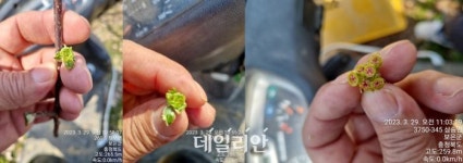 [르포] 땀 흘려 키워낸 금쪽이, 마트에선 금사과인데 농장은 ‘씁쓸’
