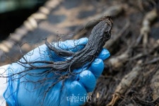 흑삼 호흡기 건강 개선 효과…인체적용시험으로 입증
