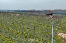 [포토] “냉해 물러가라” 방상팬 가동하는 사과농장