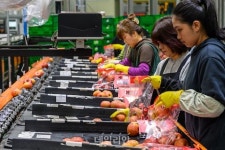 [포토] 사과 작업 한창인 예산 과수거점 산지유통센터