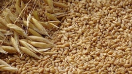 면역개선 효과 좋은 ‘사포닌’…국산 귀리에 가득