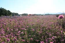 양주시 나리농원 천일홍 꽃밭, 나들이 명소로 최고 인기.. 19만명 방문