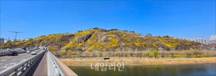 개나리 핀 응봉산