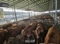 유전자 분석 기반 개량 등 통해 한우 출하월령 단축…생산성·수익성 ‘극대화’[축산업 혁신③]