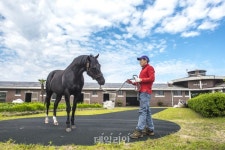 제주목장 새 단장…마사회 제주 대표 말 테마 목장