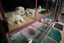 반려동물 모든 영업장 CCTV 의무화…생산업장 부모견 등록도