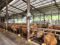 맞춤 사양관리로 비용 절감…도체중·등급 모두 상회[축산업 혁신 ⑧]