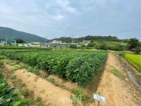 농진청, 이모작 논콩 늦은 파종 대응 재배기술 소개