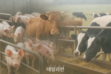 지난 정권서 거부권 행사된 한우법 국회 문턱 넘어…축산 입법 지형 변화 예고