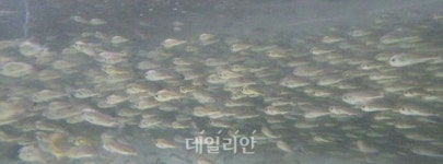 수과원, 참조기 치어 50만 마리 제주 육상양식장 분양