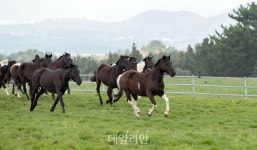제19회 장관배 승마대회, 9월 구미서 개최…국산말 전 경기 투입