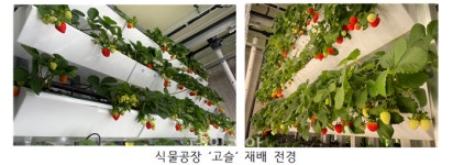 식물공장 사계절 딸기 생산 가능성…농진청 ‘고슬’ 성과