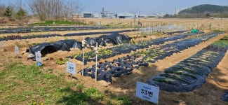 인천환경공단, 영종도 주말농장 무료 분양