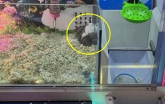 하다하다 이걸 뽑기 기계에? 충격