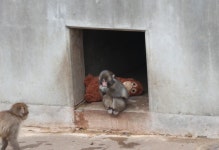 인형만 찾던 원숭이 펀치, 친구 생겼다