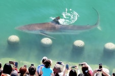 부산 '부캉이' 한 마리, '700억 여수섬박람회' 눌렀다