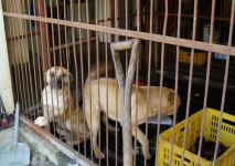 대구탕, 육개장은 개고기의 대용식품이었다