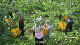 순천세무서, 매실따기 농촌봉사 활동 전개