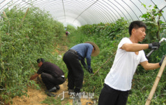군산세관, 수해입은 농촌찾아 봉사활동