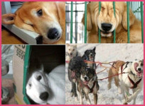 엄마 눈이 안보여, 애교만점 개들의 사진 화제