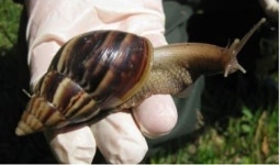 美 거대 달팽이 습격, 농장물은 물론 집까지 갉아 먹어