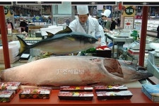 KOFA, 최대 50% 할인 ‘어식백세, 참치 페스피발’개최