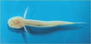 제주 희귀 어류 발견, 용천동굴의 비밀 세상 밖으로