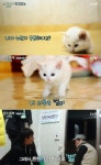 삼시세끼 벌이, 산체와 묘한 신경전…손호준 속마음은?