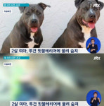 2세 여아, 개에 물려 숨져…투견종 핏불테리어 때문에 사고