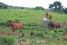 구석구석 슬로슬로 제주도 도보여행 ⑫ 산록 도로따라 걷는 한라산 비밀의 숲…산수국의 향연, 신선이 따로 없네