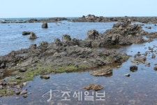 구석구석 슬로슬로 제주도 도보여행 ⑮ 파도·뱃고동 소리 벗삼아 걷는 곽지~한림…해변의 길손, 추억의 발자욱 남기다