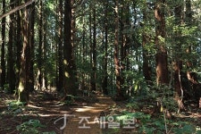 구석구석 슬로슬로 제주도 도보여행 ⑲ 서귀포 치유의 숲길서 힐링…편백나무 향·자연의 소리 음미하며 일상 탈출