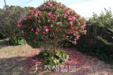 구석구석 슬로슬로 제주도 도보여행 (34) 탐라 역사의 출발지 온평리 마을 올레 2코스 혼인지 둘러볼 만