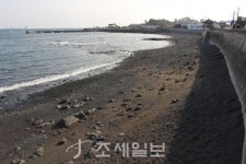 구석구석 슬로슬로 제주도 도보여행 (39) 동백꽃 만발한 위미마을로의 초대…검은 해변+푸른 바다 올레 5코스 걸어봐요