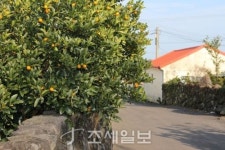 구석구석 슬로슬로 제주도 도보여행 (39) 동백꽃 만발한 위미마을로의 초대…검은 해변+푸른 바다 올레 5코스 걸어봐요