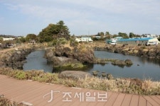 구석구석 슬로슬로 제주도 도보여행 (39) 동백꽃 만발한 위미마을로의 초대…검은 해변+푸른 바다 올레 5코스 걸어봐요