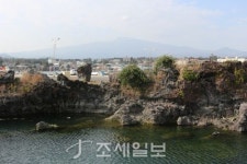 구석구석 슬로슬로 제주도 도보여행 (39) 동백꽃 만발한 위미마을로의 초대…검은 해변+푸른 바다 올레 5코스 걸어봐요