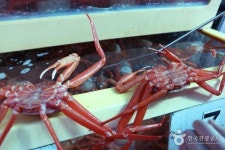  홍게를 합리적으로 맛보는 방법