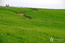  고창 청보리밭축제…4월20일-5월12일 열려