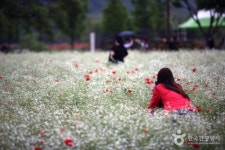  5월이면 6000만 봄꽃의 향연이 펼쳐지는 울산 태화강