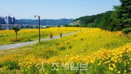  안동 낙동강변 시민공원·경남 산청 생비량면 뚝방길 금계국 황금물결 출렁…나들이 어때요?
