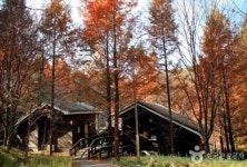 붉게 물든 메타세퀘이아가 숲 장태산 자연휴양림