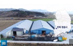 정읍 오리농장서 고병원성 AI 발생…위기 경보 심각